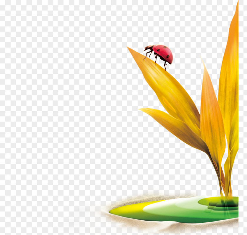 Ladybug On A Leaf Ladybird Insect Clip Art PNG