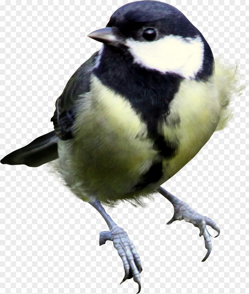 Birds Chirping Bird Android Feather PNG