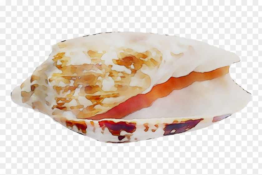 Cockle Seashell Wind Wave Shore PNG