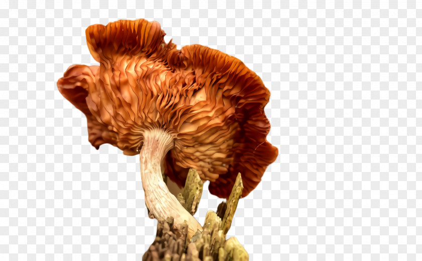 Fungus Plant Mushroom PNG