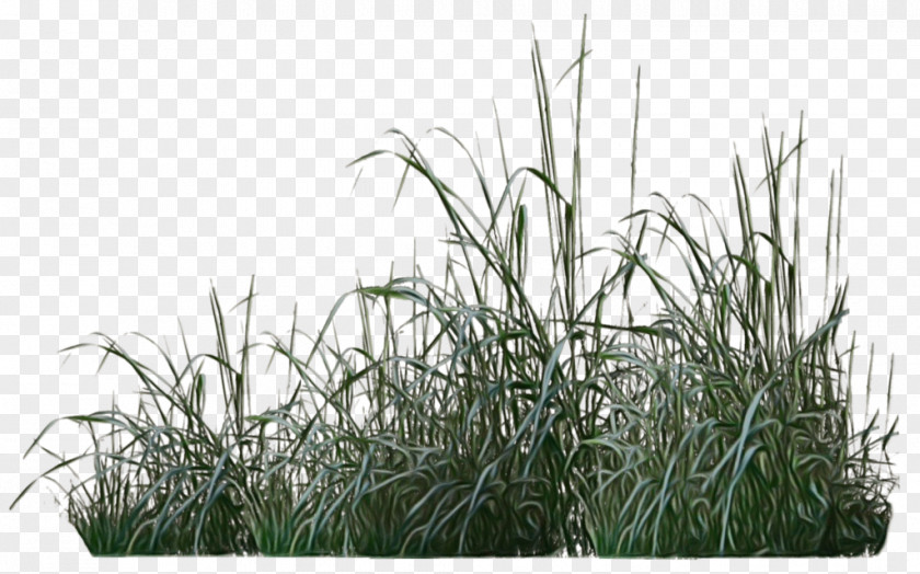 Grassland Sweet Grass Plant Family Lawn Flower PNG