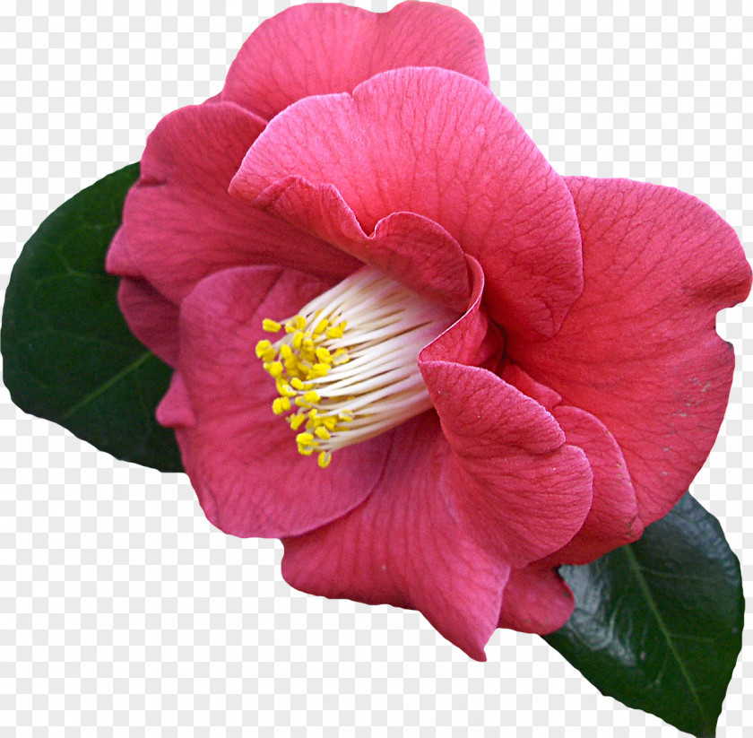 Japanese Camellia PNG