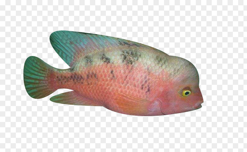 Lonely Ocean Fish Northern Red Snapper Biology PNG