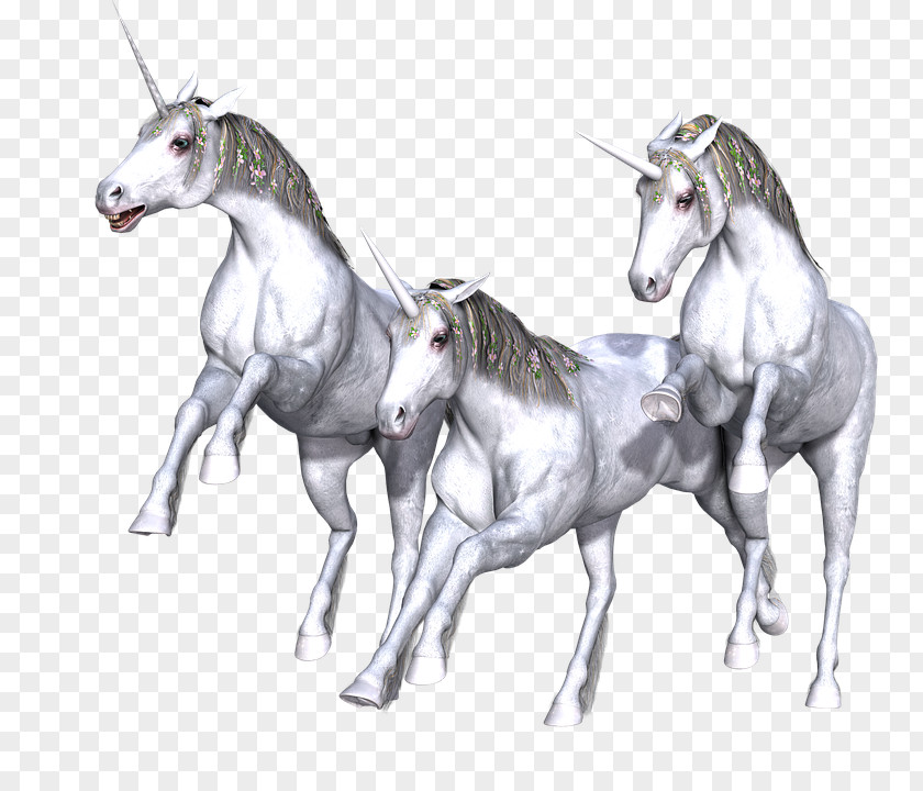 Unicorn Horn Fairy Tale Mythology Horse PNG