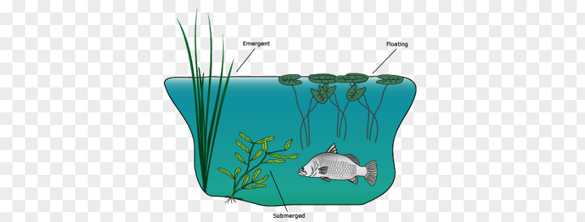 Water Macrophyte Aquatic Plants Animal Resources PNG