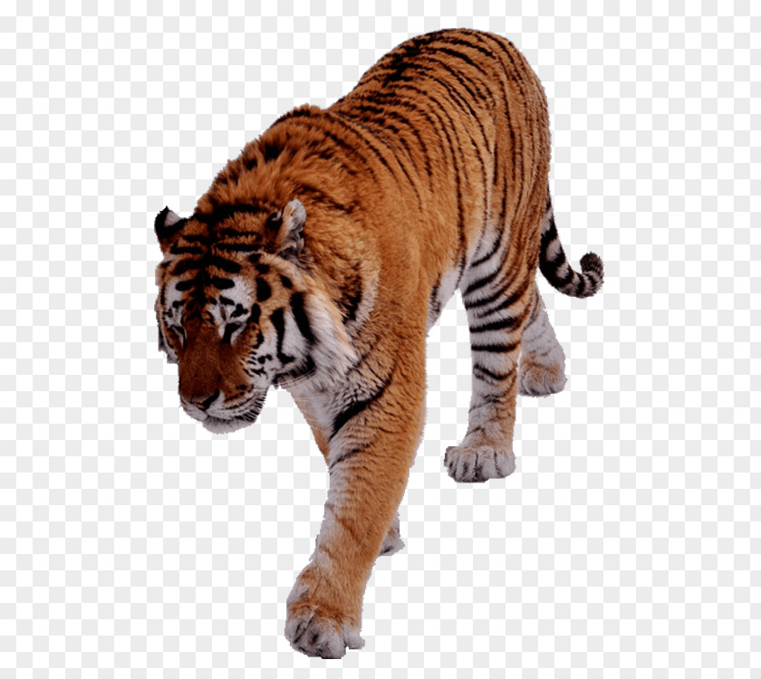 Beautiful Tiger Cat Image Vector Graphics Felidae PNG