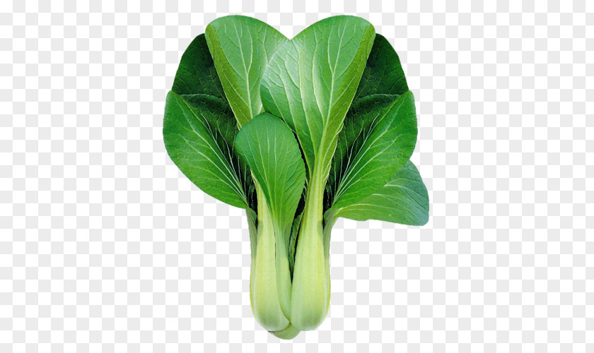 Bok Choy Chinese Cabbage Leaf Vegetable Clip Art PNG