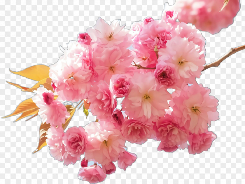 Cherry Blossom PNG