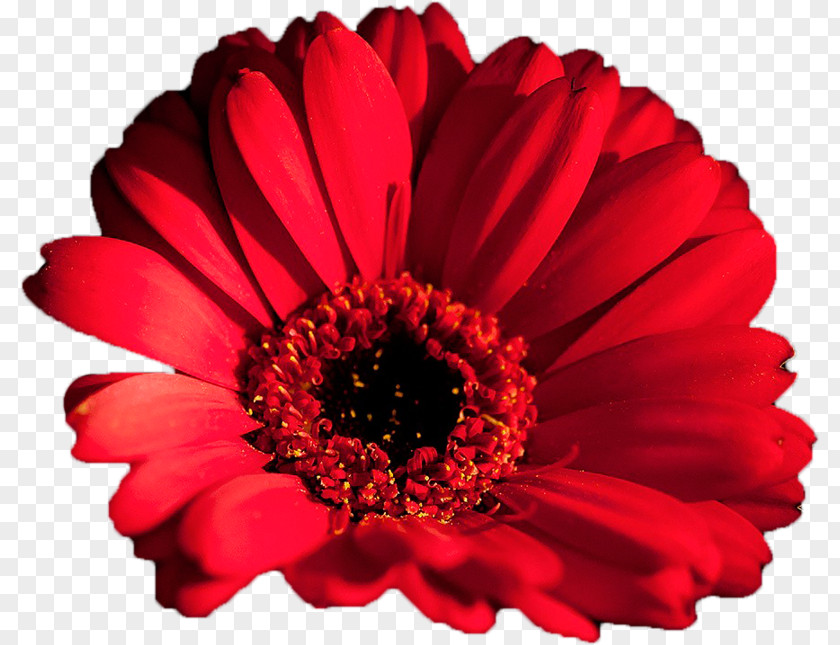Flower Transvaal Daisy Desktop Wallpaper Metaphor Cut Flowers PNG