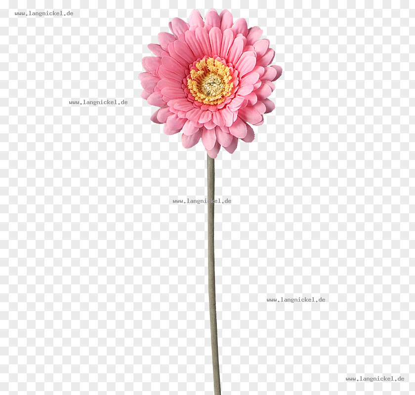 Gerbera Transvaal Daisy Pink Family Cut Flowers PNG