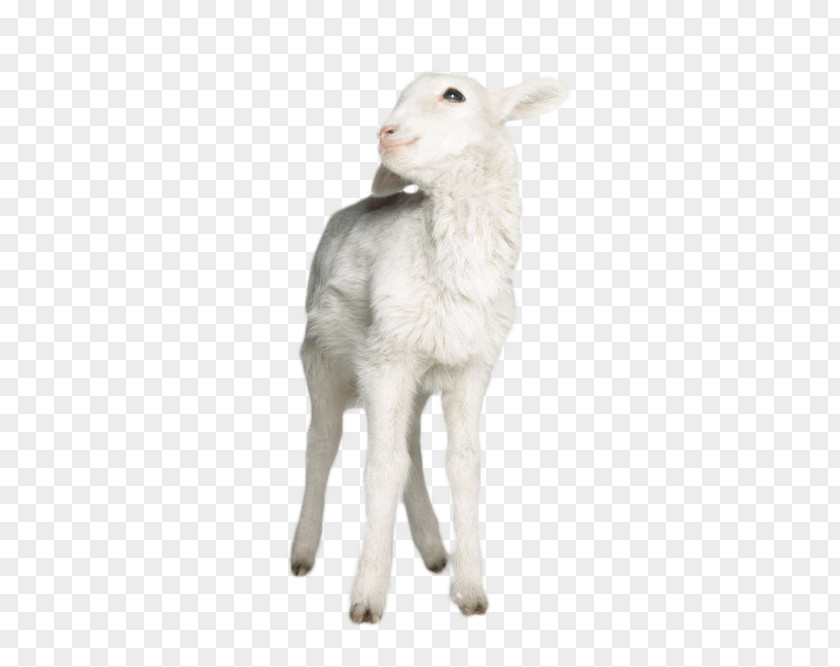 Lamb Sheep Goat Nutsdier Animal PNG
