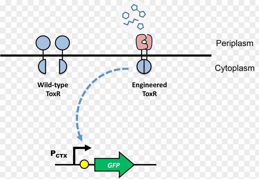 Polymerase Chain Reaction Transcription Factor Protein Dimer DNA-binding Domain PNG