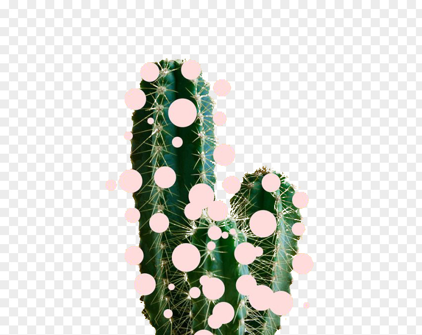 Cactus Art Drawing Collage Beauty PNG