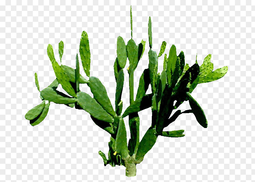 Cactus Cactaceae Plant Download Illustration PNG