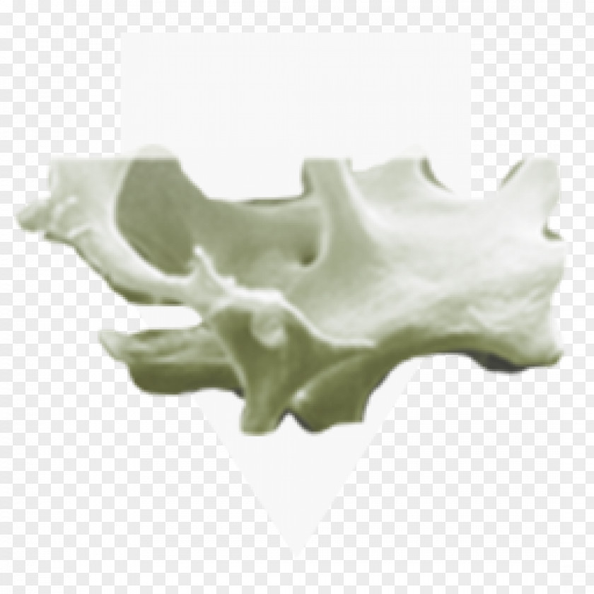 Jaw PNG