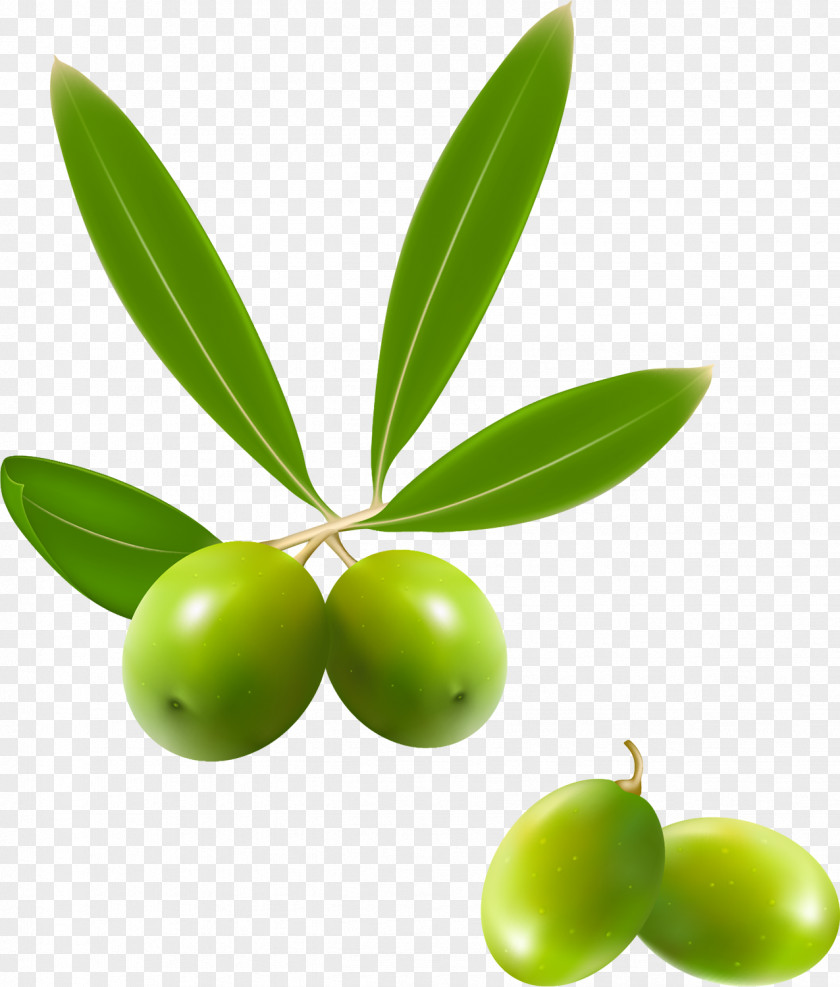 Olive Oil Plant Food PNG