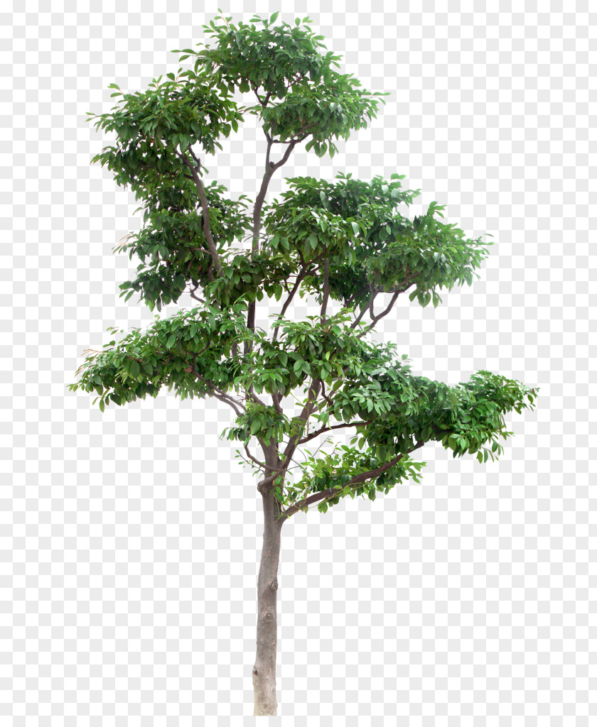 Wireframe Tree PNG
