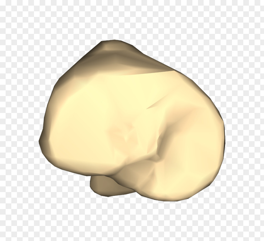 Close Up Bone Jaw Joint Finger PNG