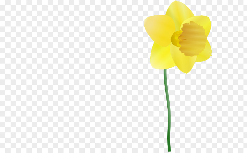 Daffodils Pictures Daffodil Free Content Clip Art PNG
