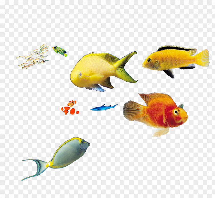 Deep Sea Fish Marine Biology PNG