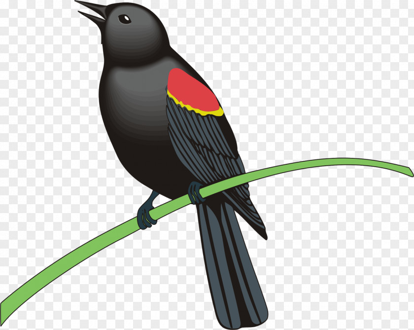 Flock Of Birds Common Blackbird Royalty-free Clip Art PNG