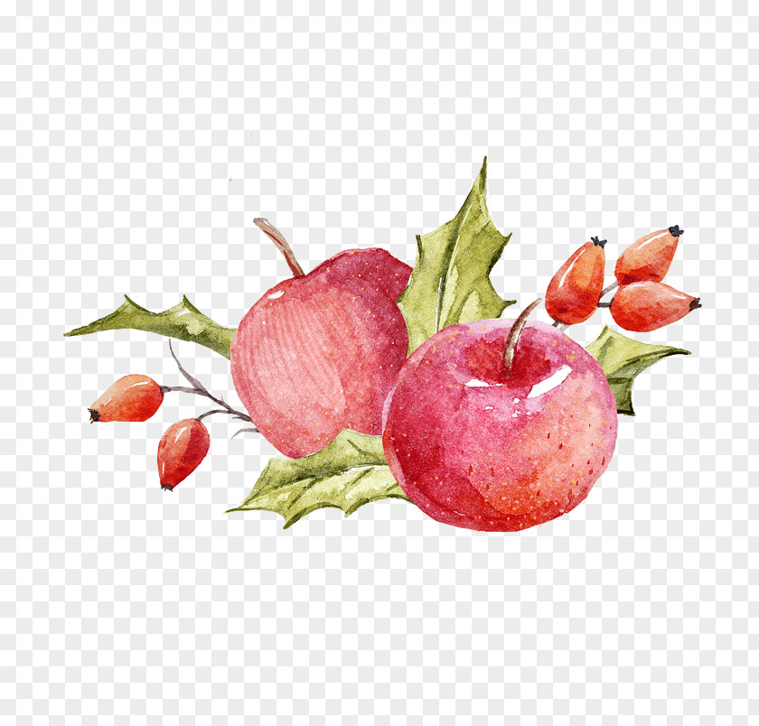 Flor De Fruta Watercolor Painting Vector Graphics Illustration Image Apple PNG