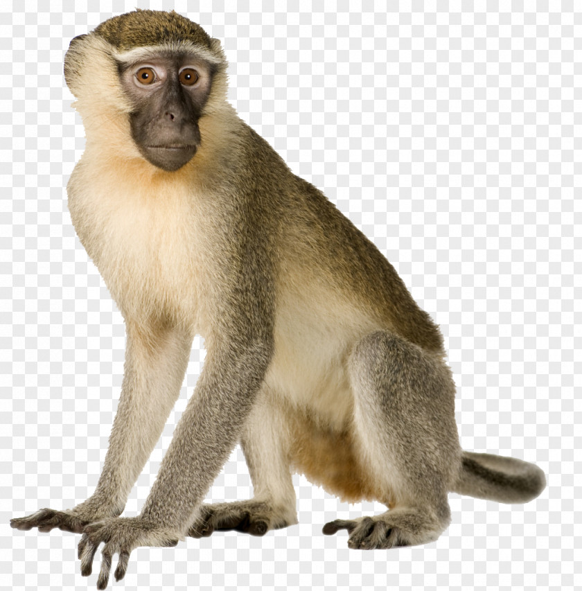 Monkey Primate Gorilla Macaque Gray Langur PNG
