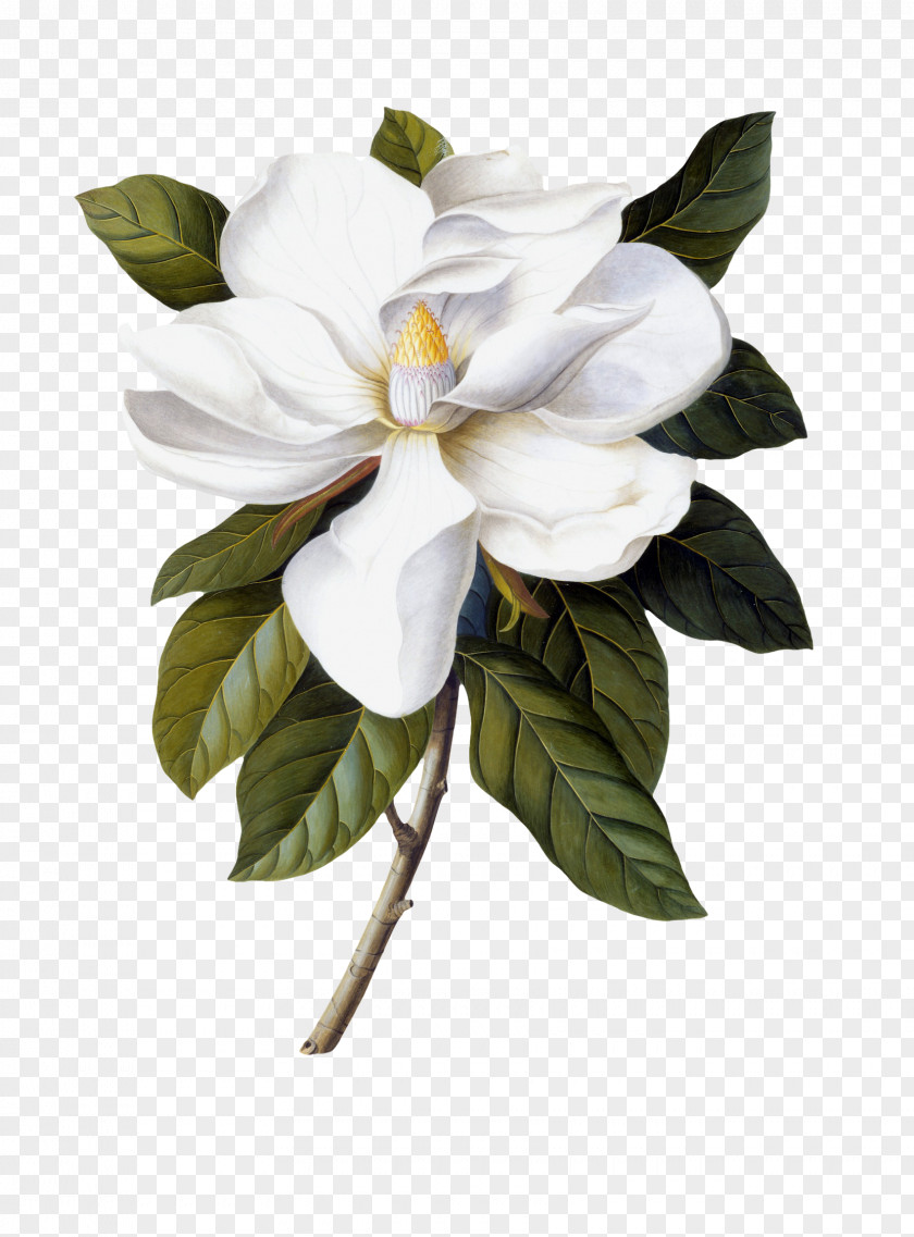 Painting Southern Magnolia Botanical Illustration Botany Printmaking PNG