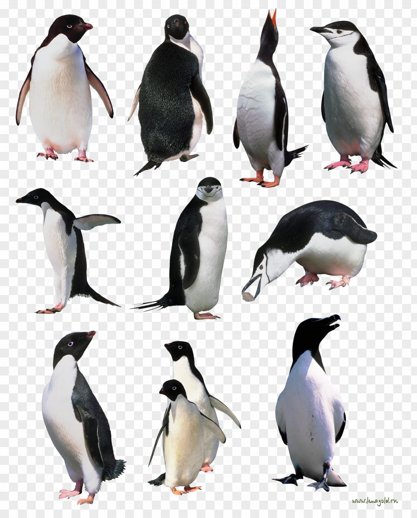 Penguins Image PNG