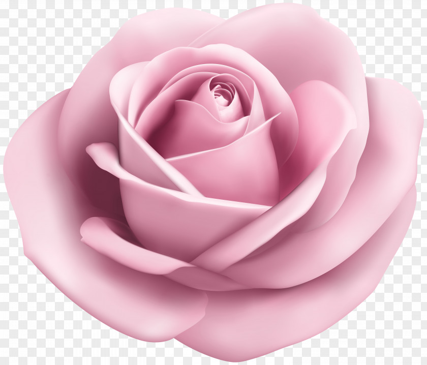 Rose Soft Pink Transparent Clip Art Image Beach PNG