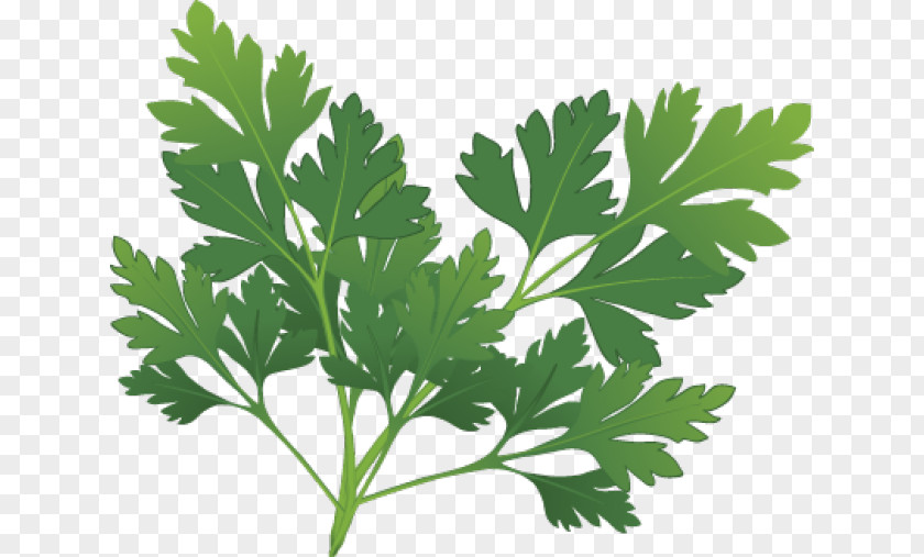 Sprig Parsley Herb Spice Clip Art PNG