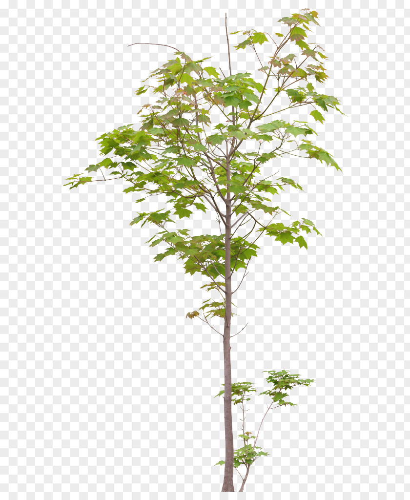 Tree Plant Fiddle-leaf Fig Twig PNG
