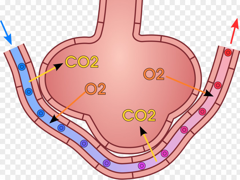 Blood Organism Gas Exchange Pulmonary Alveolus Lung Breathing PNG