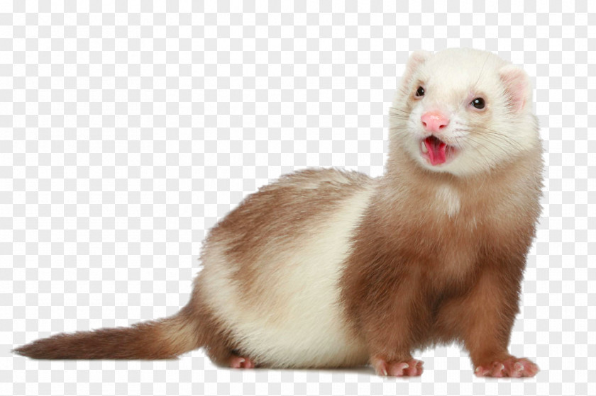 HD Marten Polecat-ferret Hybrid Dog Pet Stock Photography PNG