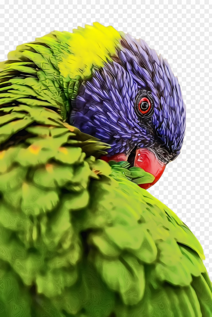 Lorikeet Perico Colorful Background PNG
