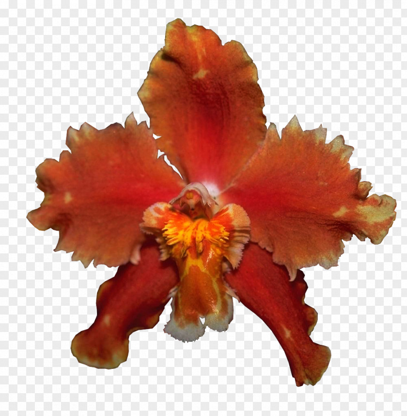 星星 Orchids Petal Clip Art PNG