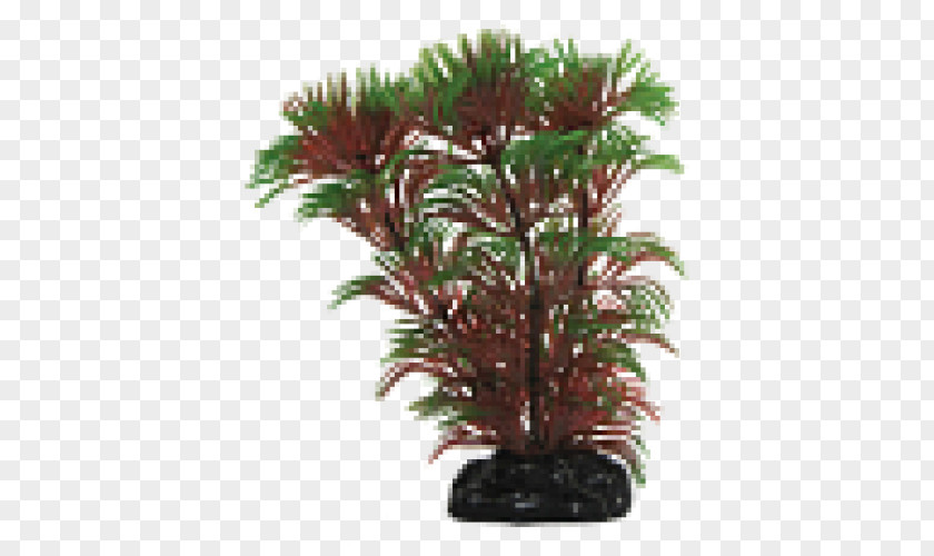 Plant Siamese Fighting Fish Cabomba Houseplant Flowerpot PNG