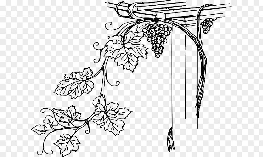 European Flower Vine Common Grape Wine Concord PNG