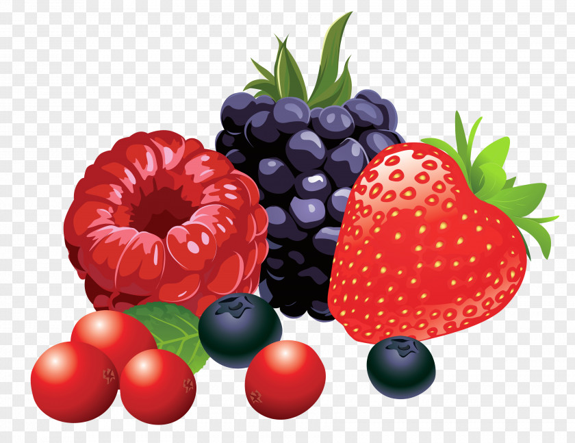 Forest Fruits Vector Clipart Image Berry Fruit Clip Art PNG
