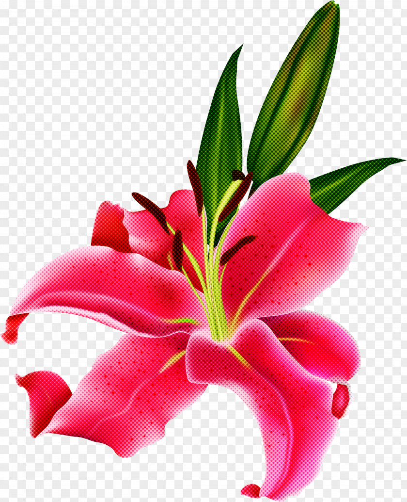 Leaf Stargazer Lily Flower Petal Plant Pink PNG
