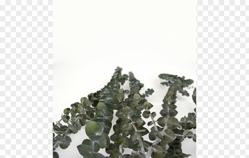 Military Camouflage Tree PNG