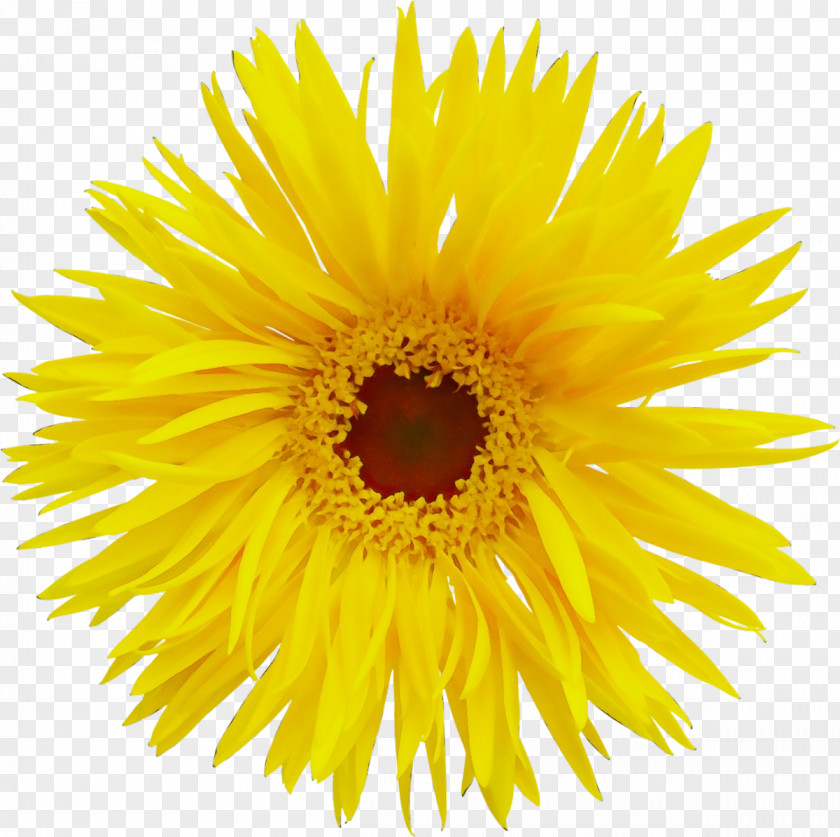 Petal English Marigold Sunflower PNG