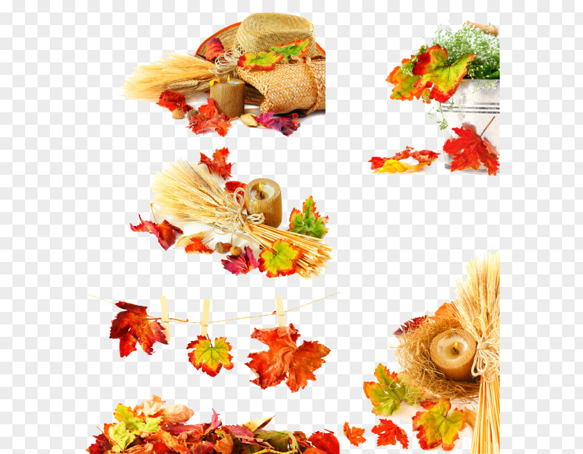 Autumn Harvest PNG