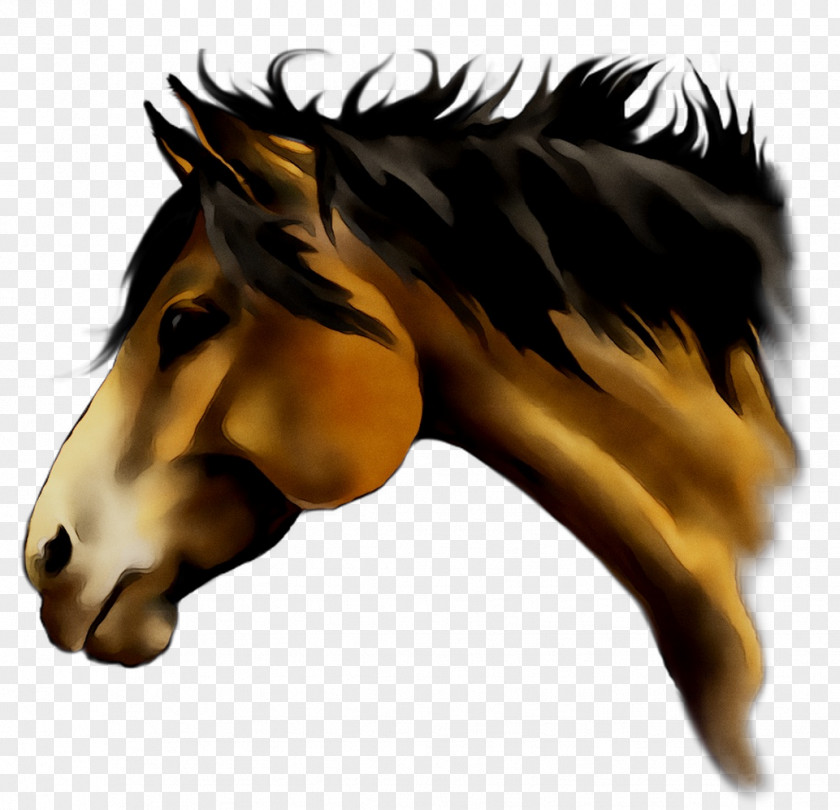 Mustang Stallion Pack Animal Snout Naturism PNG