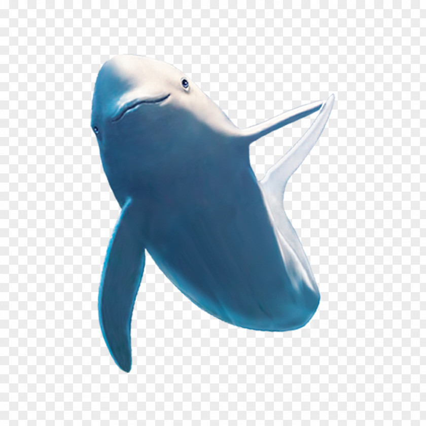 Shark Material Common Bottlenose Dolphin Beluga Whale PNG