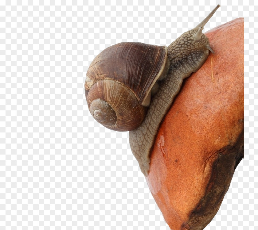 Snails Snail Download Raster Graphics Clip Art PNG