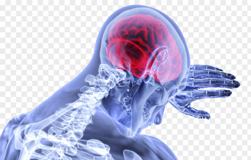 Brain Human Traumatic Injury Brainstem PNG