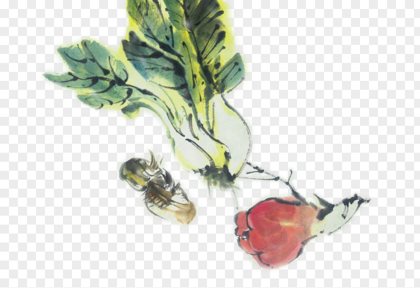Cartoon Watercolor Cabbage Painting Vegetable PNG