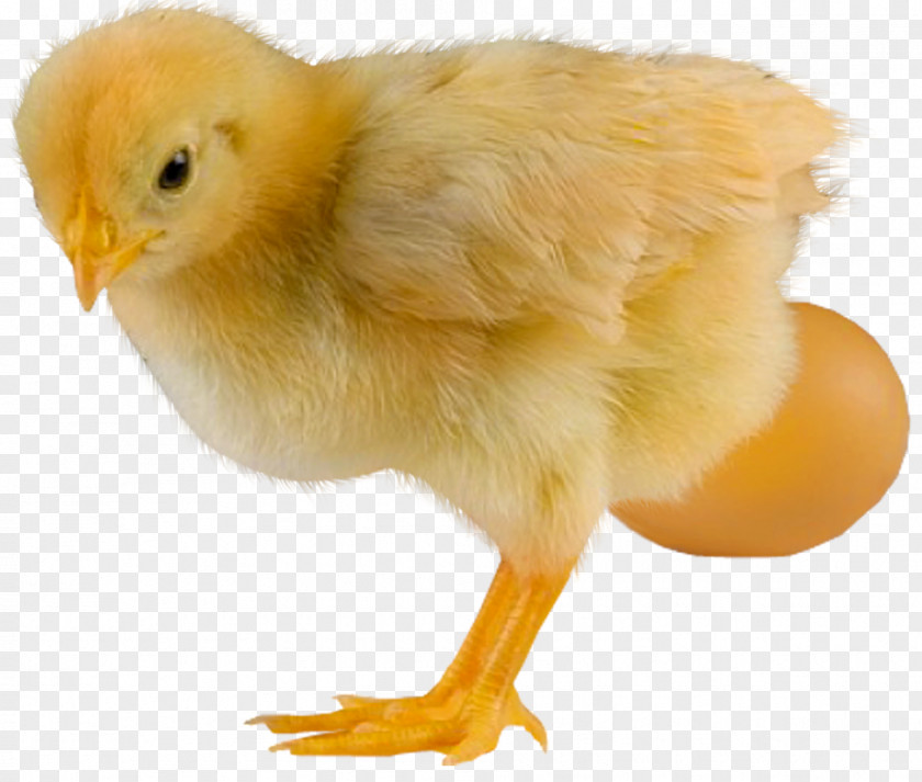 Chickens Chicken Bird Desktop Wallpaper PNG