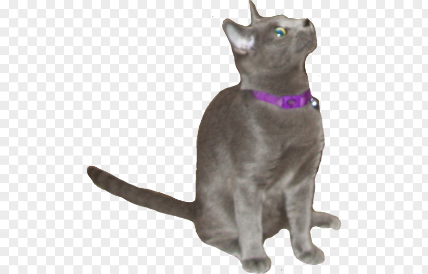 Russian Blue Cat Korat Chartreux Havana Brown Domestic Short-haired PNG